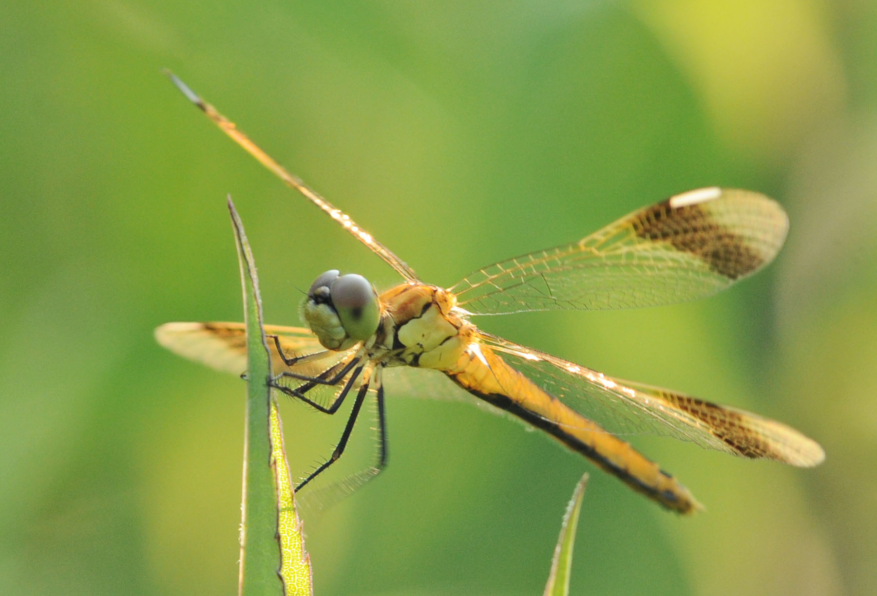 Sympetrum? Quale?